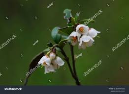 Attēlu rezultāti vaicājumam “Vaccinium vitis-idaea bud”