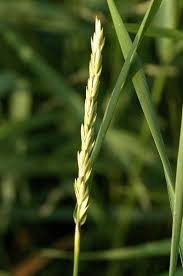 Attēlu rezultāti vaicājumam “Danthonia decumbens bud”