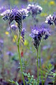 Attēlu rezultāti vaicājumam “Hydrophyllaceae”
