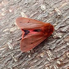 Attēlu rezultāti vaicājumam “Phragmatobia fuliginosa”