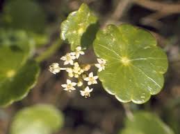 Attēlu rezultāti vaicājumam “Hydrocotyle vulgaris flower”