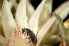 Attēlu rezultāti vaicājumam “Closterotomus biclavatus nymph”