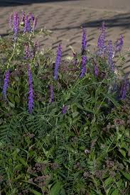 Attēlu rezultāti vaicājumam “Vicia cracca”