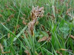 Attēlu rezultāti vaicājumam “Blysmus compressus”