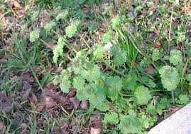 Attēlu rezultāti vaicājumam “Lamium amplexicaule leaf”