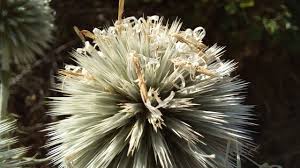 Attēlu rezultāti vaicājumam “Echinops sphaerocephalus leaf”