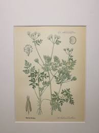 Image result for Anthriscus cerefolium