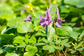 Attēlu rezultāti vaicājumam “Corydalis solida leaf”