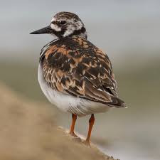 Attēlu rezultāti vaicājumam “Arenaria interpres”