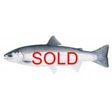 Image result for Ptychocheilus grandis