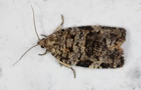 Attēlu rezultāti vaicājumam “Dichelia histrionana”