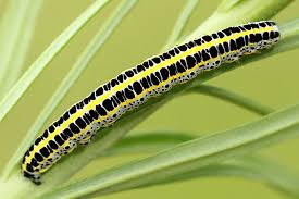 Attēlu rezultāti vaicājumam “Calophasia lunula”