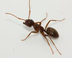 Attēlu rezultāti vaicājumam “Formicidae”