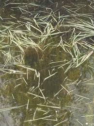 Attēlu rezultāti vaicājumam “Potamogeton trichoides”