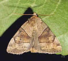 Attēlu rezultāti vaicājumam “Cosmia trapezina”