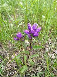 Attēlu rezultāti vaicājumam “Campanula glomerata fruit”
