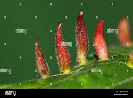 Attēlu rezultāti vaicājumam “Eriophyes tiliae”