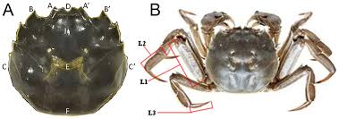 Image result for Eriocheir sinensis