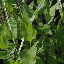 Attēlu rezultāti vaicājumam “Polygonum amphibium leaf”