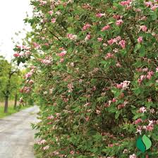 Attēlu rezultāti vaicājumam “Lonicera tatarica flower”