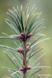 Attēlu rezultāti vaicājumam “Pseudotsuga menziesii flower”