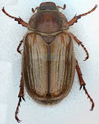 Attēlu rezultāti vaicājumam “Amphimallon solstitiale imago”