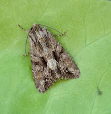 Attēlu rezultāti vaicājumam “Apamea monoglypha”