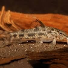 Attēlu rezultāti vaicājumam “Choerades sp.”