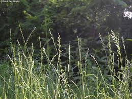 Attēlu rezultāti vaicājumam “Lolium perenne”