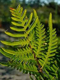 Attēlu rezultāti vaicājumam “Pteridium aquilinum”