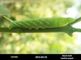 Attēlu rezultāti vaicājumam “Laothoe populi larva”