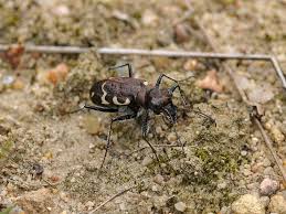 Attēlu rezultāti vaicājumam “Cicindela sylvatica”