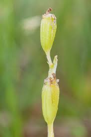Attēlu rezultāti vaicājumam “Liparis loeselii fruit”