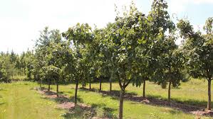 Attēlu rezultāti vaicājumam “Cydonia oblonga”