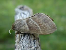 Attēlu rezultāti vaicājumam “Macrothylacia rubi”