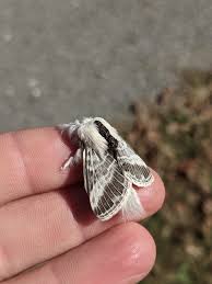 Attēlu rezultāti vaicājumam “Arctophila superbiens”