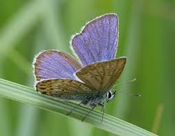 Attēlu rezultāti vaicājumam “Plebejus argus”