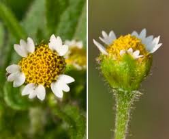 Attēlu rezultāti vaicājumam “Galinsoga quadriradiata flower”