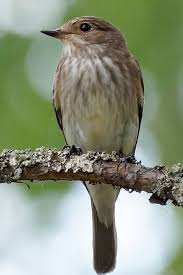 Attēlu rezultāti vaicājumam “Muscicapa striata juvenile”
