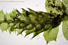 Attēlu rezultāti vaicājumam “Lophocolea minor”