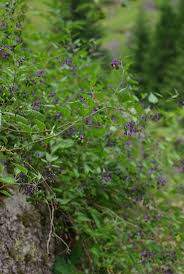 Attēlu rezultāti vaicājumam “Solanum dulcamara leaf”