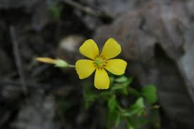 Attēlu rezultāti vaicājumam “Oxalis corniculata”