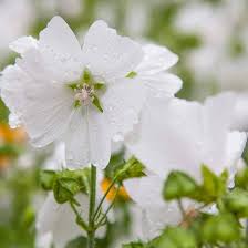 Attēlu rezultāti vaicājumam “Malva moschata alba flower”