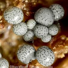 Attēlu rezultāti vaicājumam “Cribraria argillacea young”