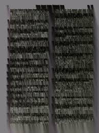 Attēlu rezultāti vaicājumam “Dicranum bergeri”