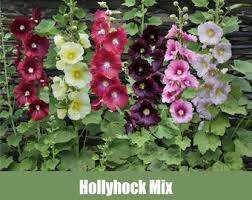 Image result for Alcea rugosa