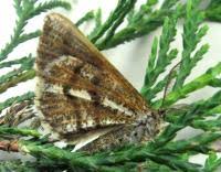 Attēlu rezultāti vaicājumam “Bupalus piniaria male”