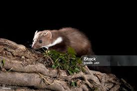 Attēlu rezultāti vaicājumam “Martes foina”