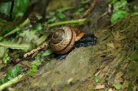 Attēlu rezultāti vaicājumam “Arianta arbustorum”