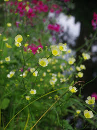 Attēlu rezultāti vaicājumam “Ranunculus acris flower”